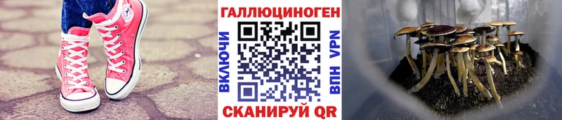 Галлюциногенные грибы Psilocybe  Костерёво 